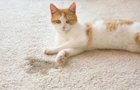 cat from carpet eliminate urine odor