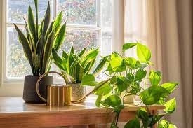 Plants For Health Benefits Indoor And