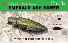 Identifying And Preventing The Spread Of The Emerald Ash Borer