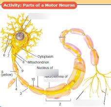 motor neuron diagram diagram quizlet