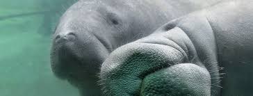 Enter first few letters of tamil baby name in english or tamil in the search box below and click 'search'. Florida Manatee Zootampa At Lowry Park