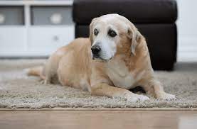 caring for your senior dog cameron