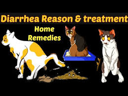 home remes for cat diarrhea cat
