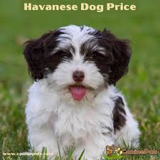 havanese dog this is why they