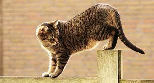 How To Stop A Cat From Climbing A Fence
