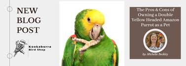 double yellow headed amazon parrot