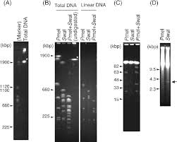 gel electropsis of genomic dnas a