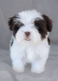 Find havapoo puppies for sale and dogs for adoption. Havanese Puppy For Sale In South Florida Puppycratesforsale Havanese Puppies Havanese Puppies For Sale Havanese Dogs