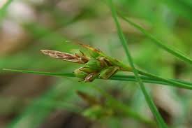 Carex halleriana - Pallano