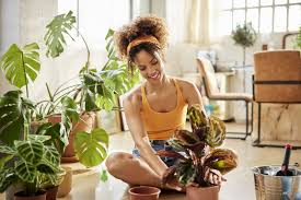 10 best indoor plants to improve your