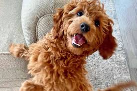 toy poodle puppy enjoys adorable