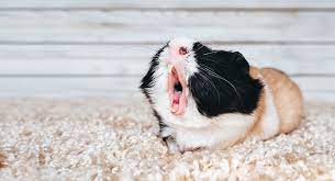 why do guinea pigs sneeze the top