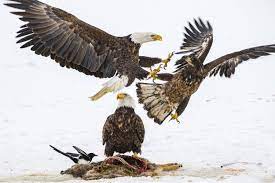 bald eagles suffer lead poisoning
