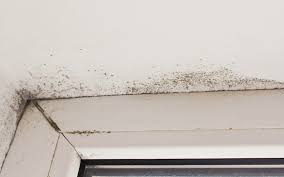 signs of mold in the home m t