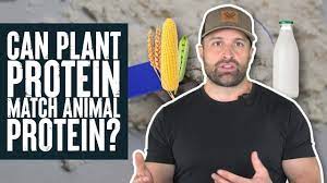 can plant protein match protein