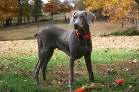 11 Noble Facts About Weimaraners Mental Floss