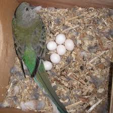 baby parrots and parrot eggs by
