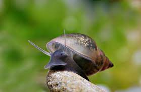 spontaneous accompanying fauna snails