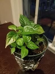 You can also grow chili plants indoors all year round. What S Happening To My Indoor Growing Chili Peppers I Have Them Under A Grow Light But A Few Of The Leaves Are Growing White Areas That Are Seethrough The Bottom Leaves Have