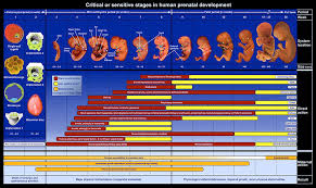 Critical Or Sensitive Stages In Human Prenatal Development