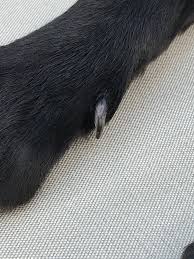 my dog has a split dew claw is it red