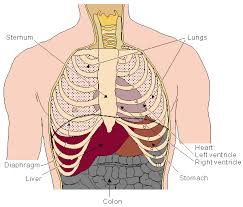 The left lung is behind the ribs from the anatomic position, standing. 6 The Heart