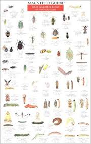 Macs Field Guide Bad Garden Bugs Of The Northeast Good