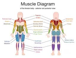 Muscle groups german names chart. Muscle Diagram Female Body Names Digital Art By Peter Hermes Furian
