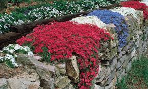 Up To 40% Off on Tricolor Creeping Phlox (5-Pk.) | Groupon Goods