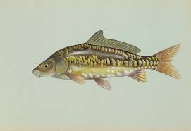 Mississippi Fish Species Ms Fish Finder