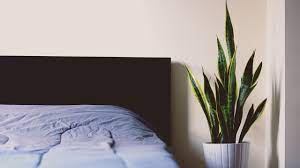 Pflanzen im schlafzimmer leisten einen wichtigen beitrag zum raumklima. Pflanzen Im Schlafzimmer So Hast Du Einen Gesunden Schlaf Utopia De