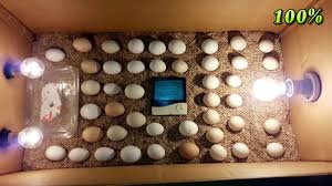 homemade incubator for en eggs