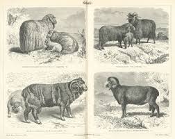 List Of Sheep Breeds Wikipedia