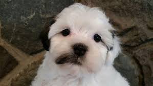 Of all the havanese puppies for sale in michigan i feel i am blessed to be able to do this. Heavenly Havanese Havanese Dogs Havanese Havanese Breeders