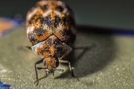 carpet beetle infestations
