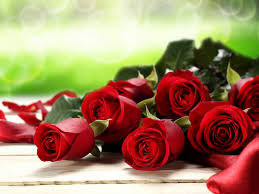 flower love red roses green background