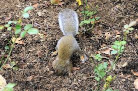squirrels garden pests diseases