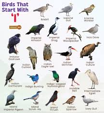 birds that start with i