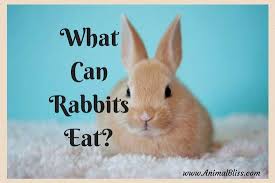 what can rabbits eat comprehensive