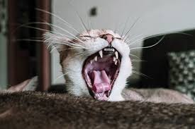 dental disease in cats cat clinic of