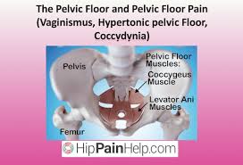 the pelvic floor and pelvic floor pain