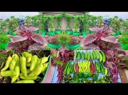 Massive Organic Vegetables Harvesting