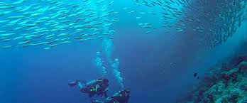 scuba diving in moalboal island trek
