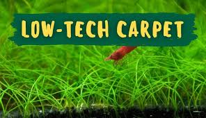 best carpeting plants for your low tech
