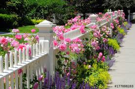 white picket fence and pink climbing