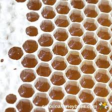 what is honeycomb carolina honeybees