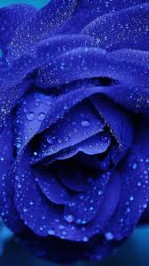 blue rose flower background water