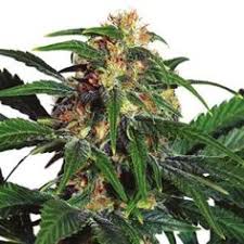 good marijuana seeds