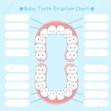 Baby Tooth Eruption Chart On The Blue Background