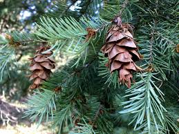 hardwood species profile douglas fir